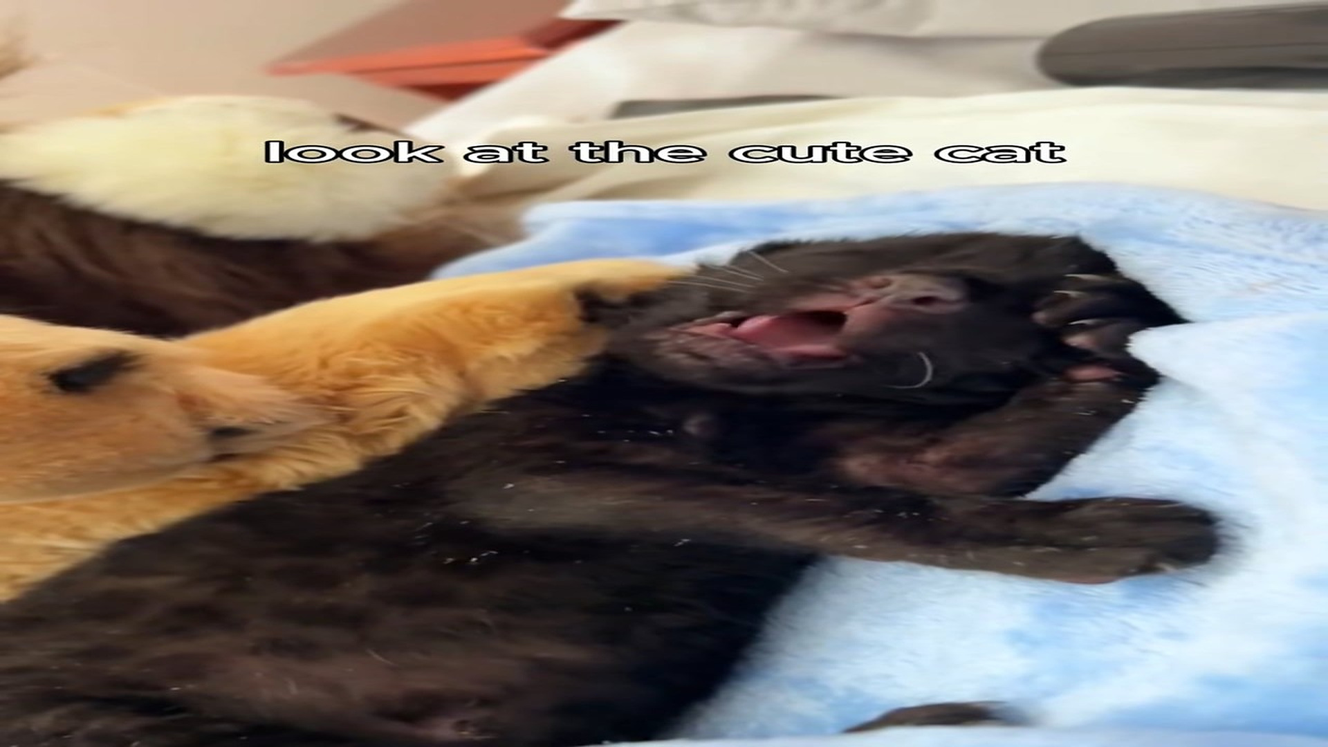 Full Story D0907001_Amazing until last minute #rescue #rescueanimals #leopard #blackl..._part 2