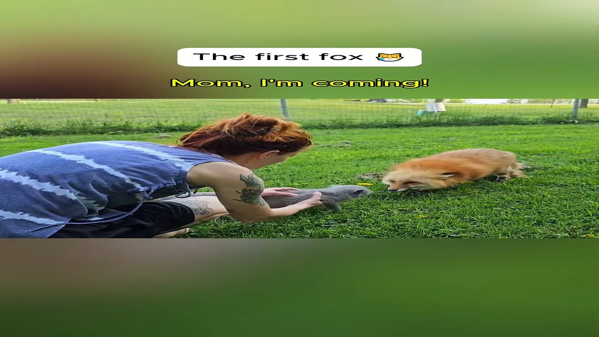 Full Story D0907014_journey to find mother baby fox #rescueanimals #fox #babyfo..._part 2