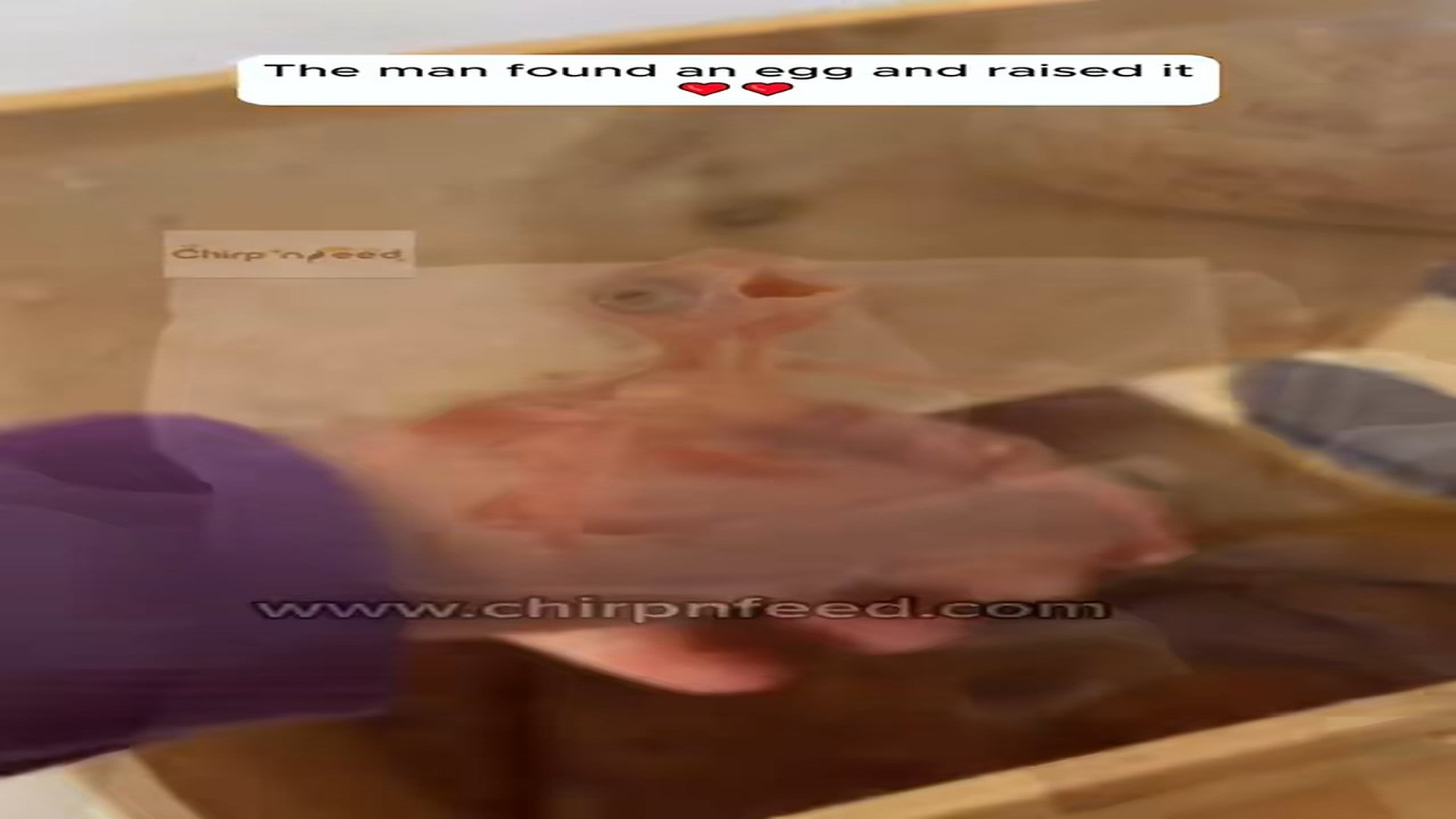 Full Story D0907015_ma found an egg raised it #rescue #rescueanimals #egg #parrot..._part 2