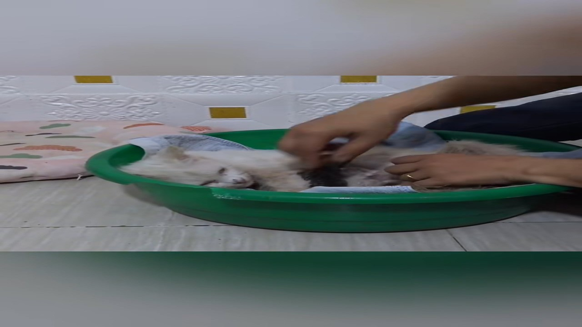 Full Story D0907045_Rescue family of cats #rescue #rescueanimals #cat kitten #catsoftik..._part 2
