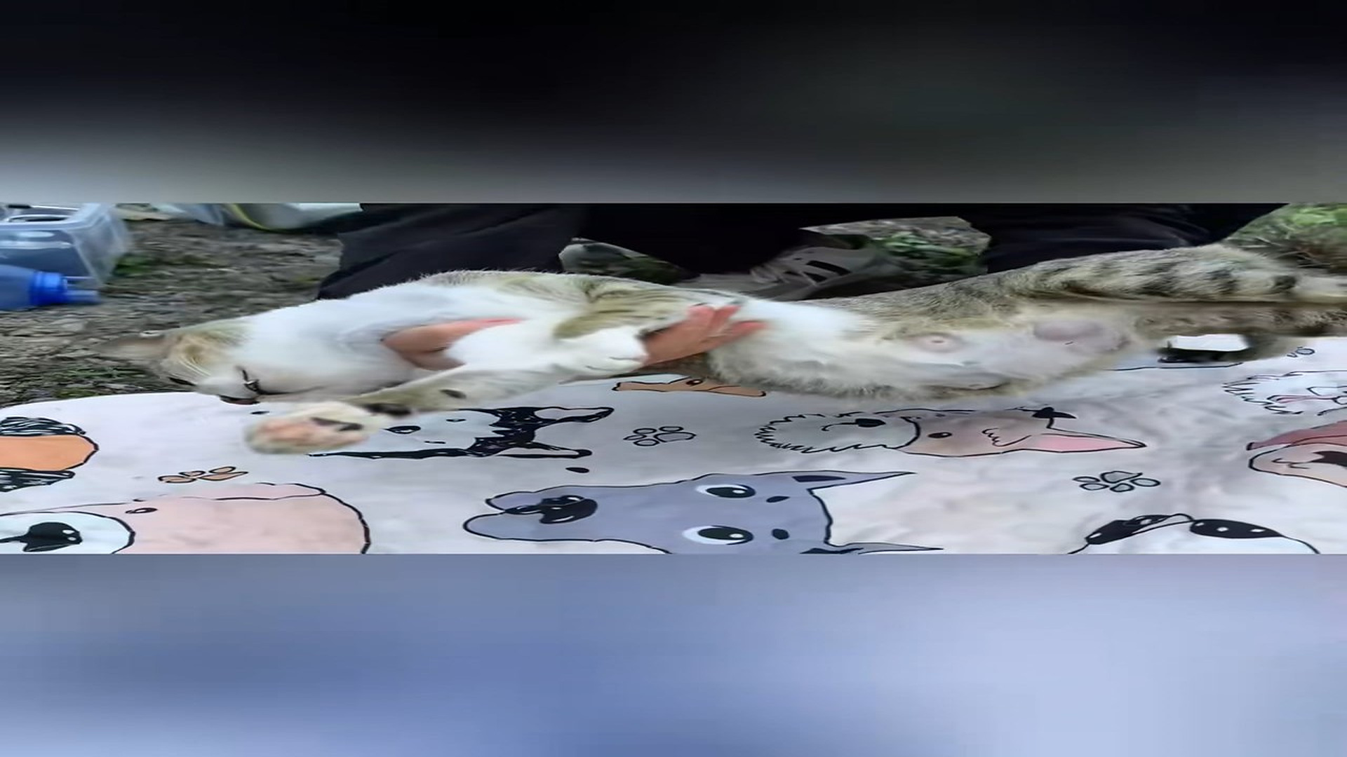 Full Story D0907050_Rescue family of cats on road #rescuecat #cat #catsoftiktok #re..._part 2