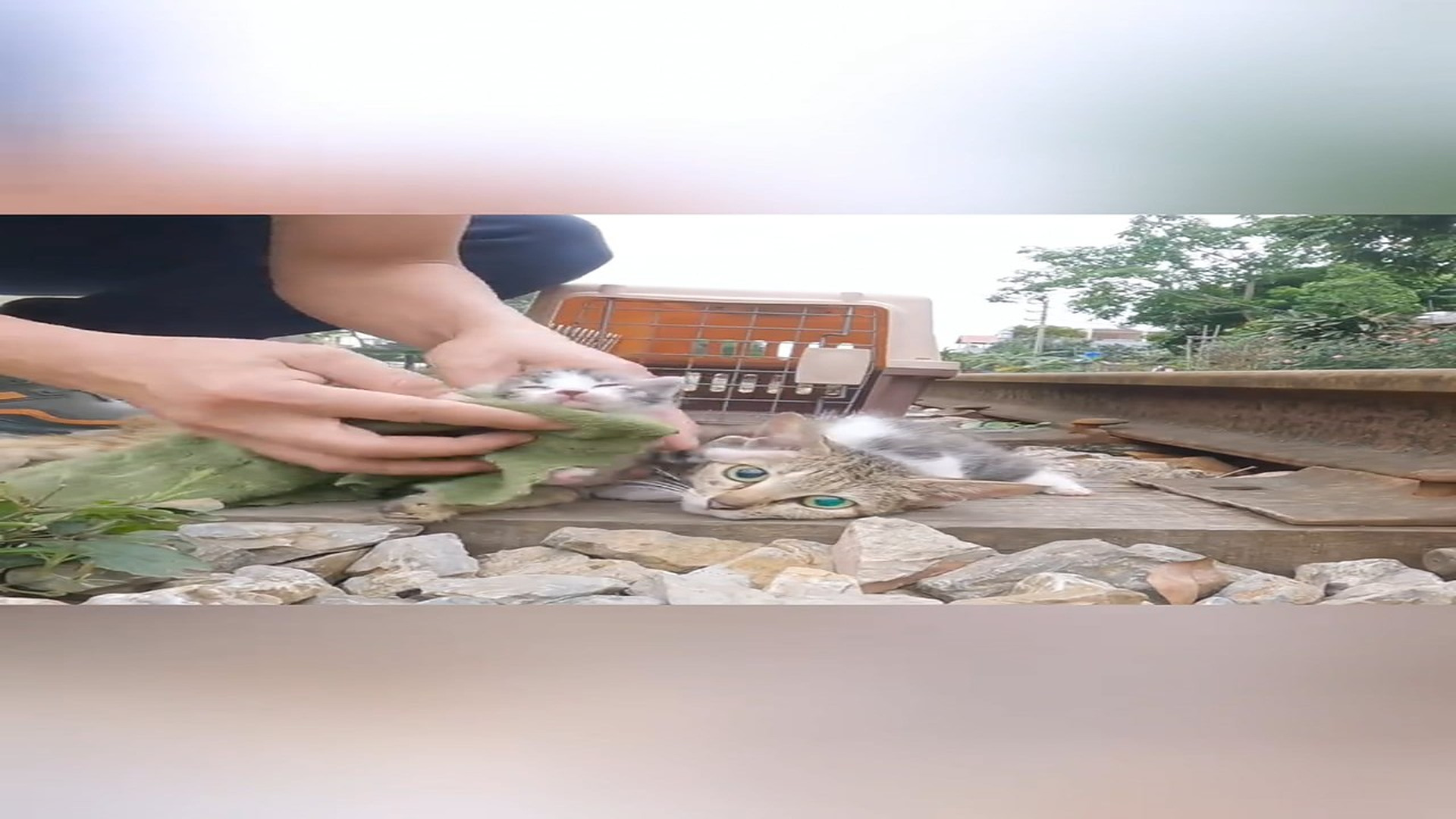 Full Story D0907051_Rescue fan of cat #rescue #fyp #cat #catsoftiktok #fyp_part 2