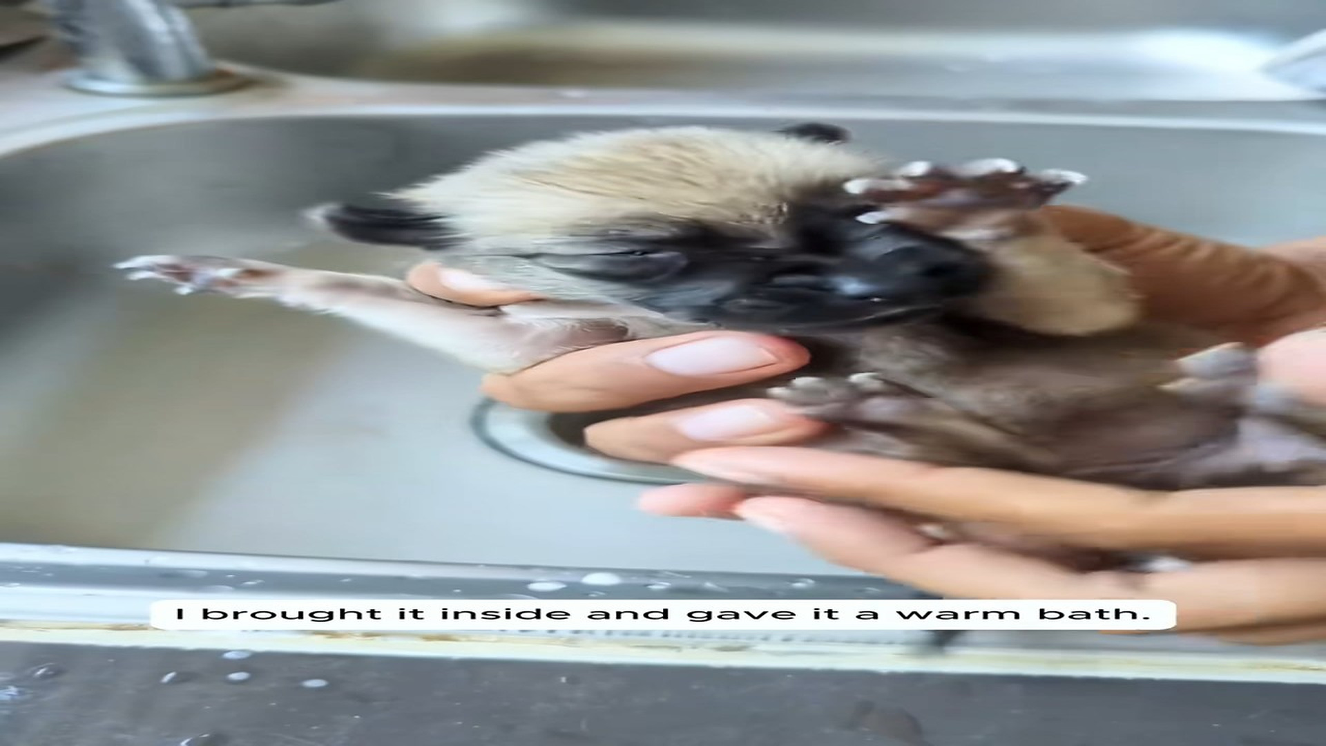 Full Story D0907068_Rescue puppy #rescue #rescuedog #dog #puppy #fyp_part 2