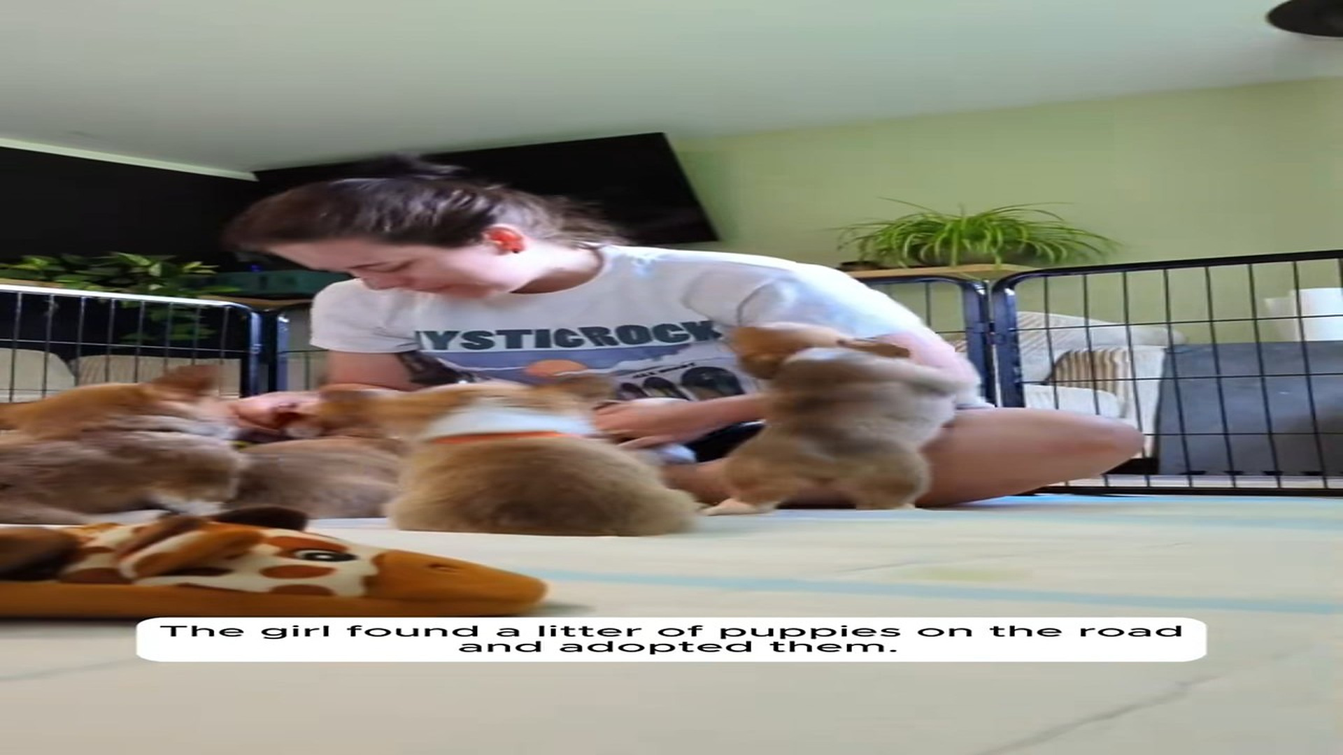Full Story D0907066_Rescue puppies #rescue #animlasoftiktok #animals #puppy #dog_part 2