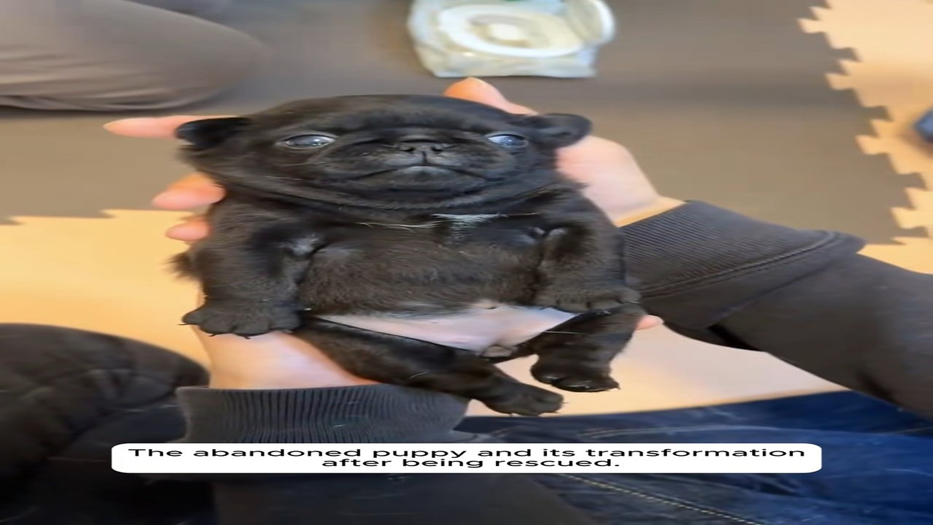 Full Story D0907067_Rescue puppy #rescue #rescueanimals #puppy#dog #rescuedog_part 2