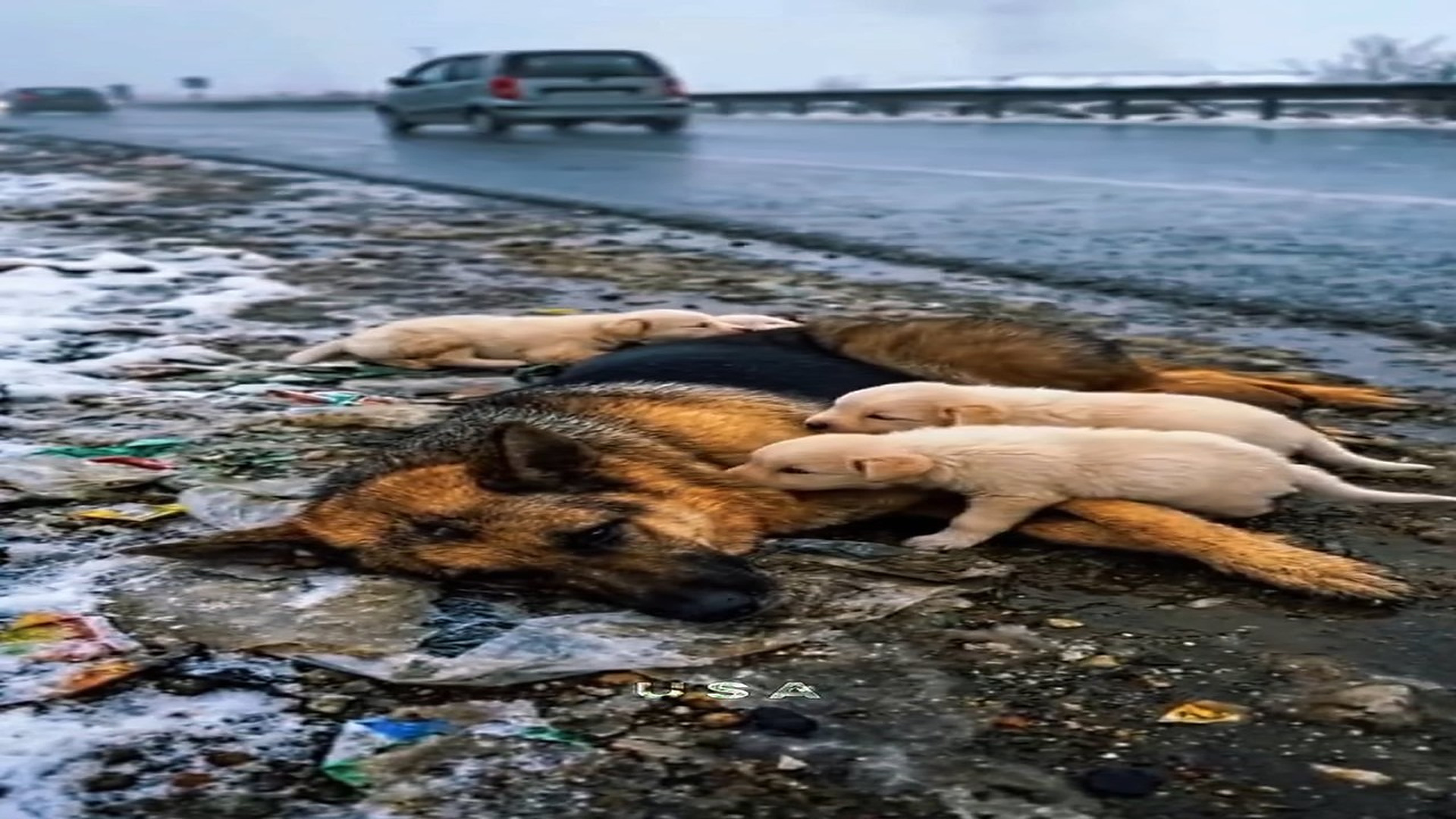 Full Story : D0407052_reactions You won believe what mother dog did her puppies! #StrayDog #AnimalRescue #Heartbreaking #DogLovers #MotherLov