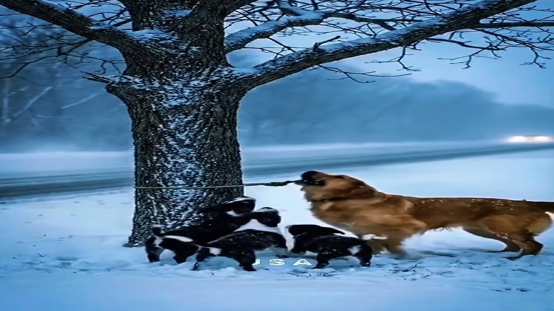 Full Story : D0407054_reactions Dog True Love Golden Retriever Her Puppies Supporting Each Other in Cold #GoldenRetriever #GoldenRetrievers #
