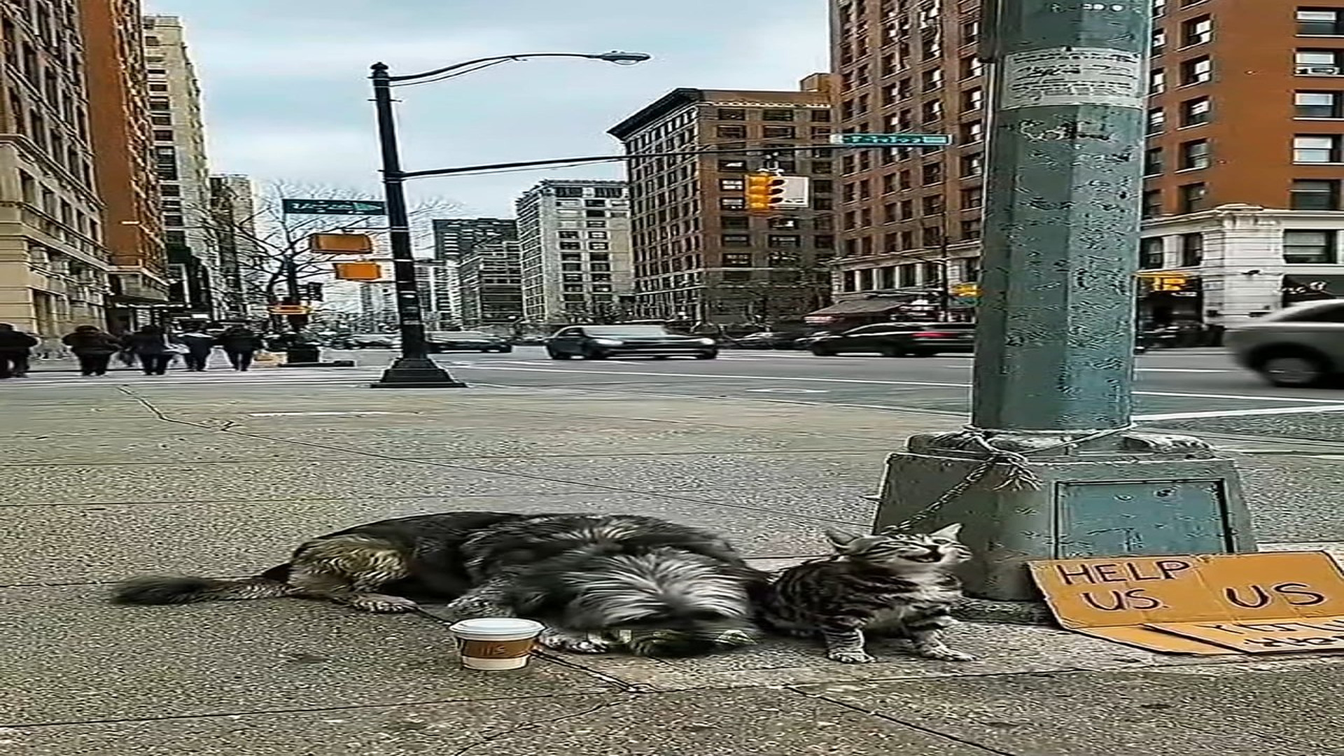 Full Story : D0407060_reactions Someone Please Rescue Tied Cat Dog #AnimalRescue #SaveAnimals #DogRescue #CatRescue #HelpAnimals #StrayDog #S