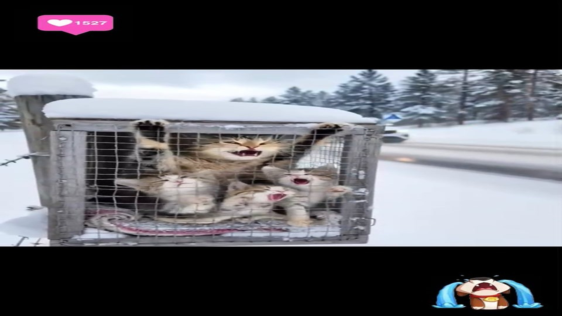 Full Story : D2706114_Snowy Road Cat Rescue Miracle #reels #CatRescue