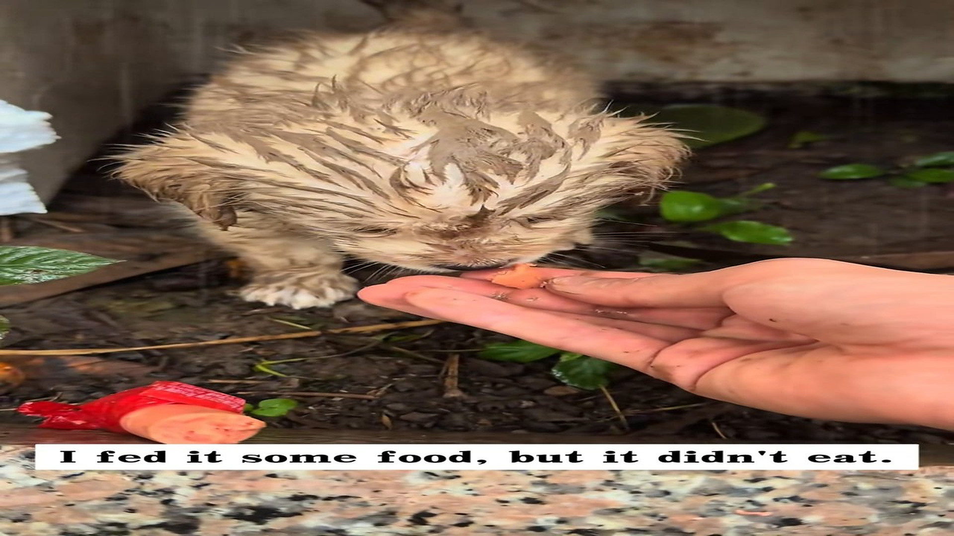 Full Story : D1407005_rescued an abandoned puppy on rainy day, brought it home, the..._part 2