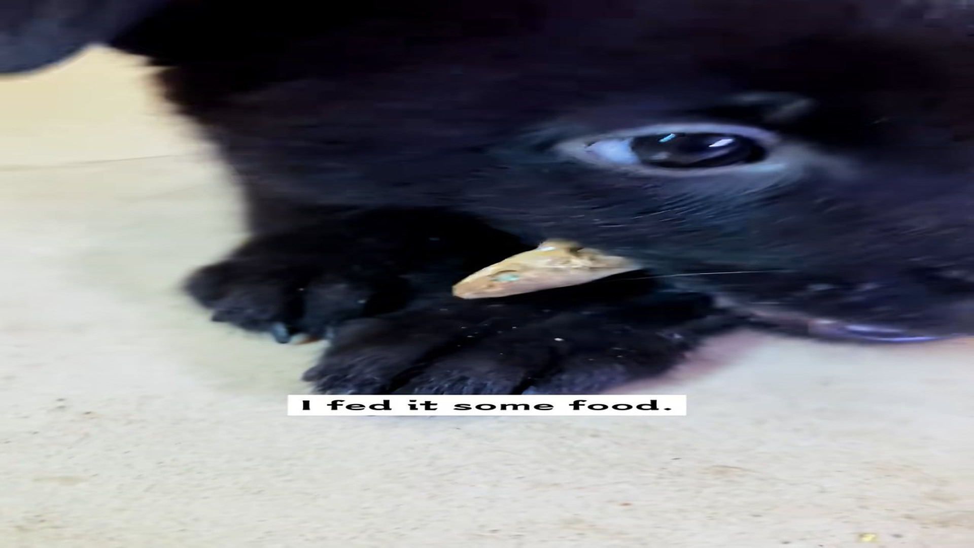 Full Story : D1407008_found an abandoned puppy in snow, took it home, then...#res..._part 2