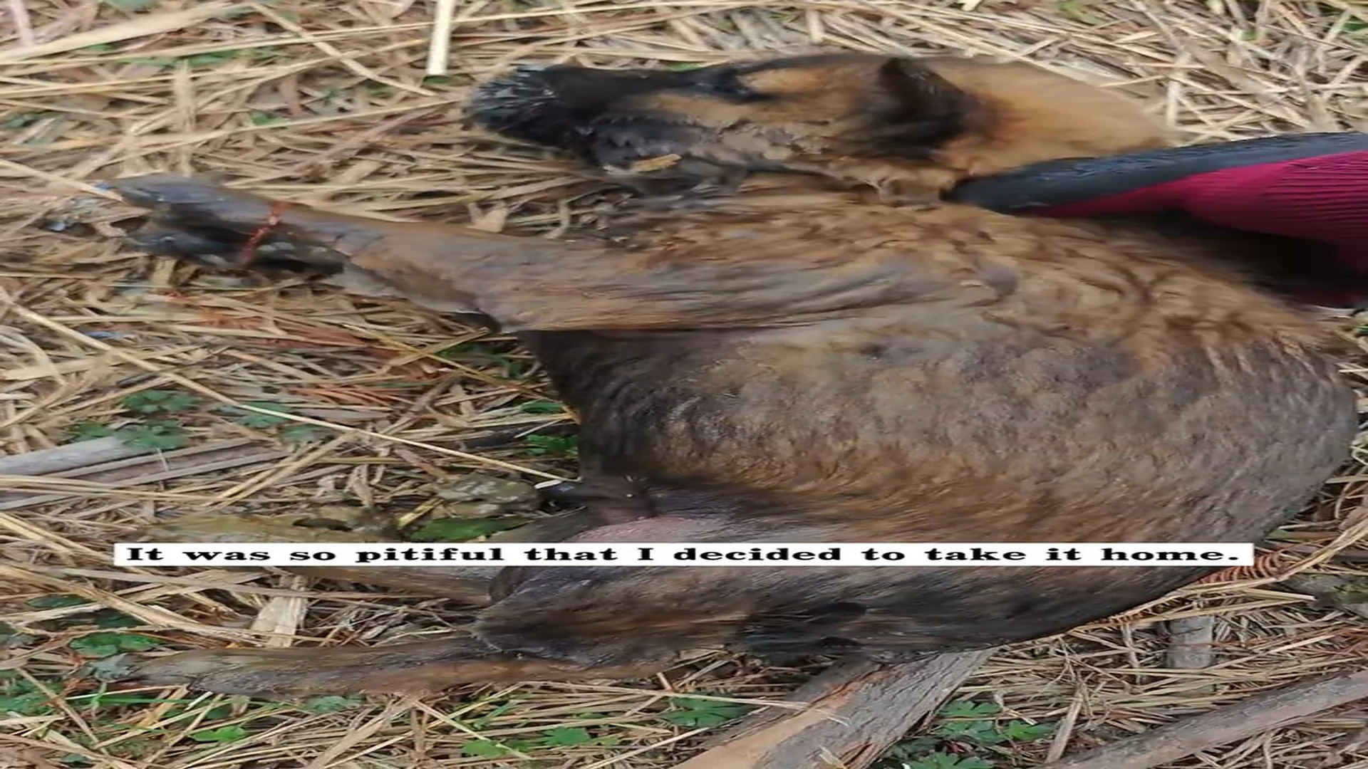 Full Story : D1407012_found little dog had fallen into drain. rescued it, an..._part 2