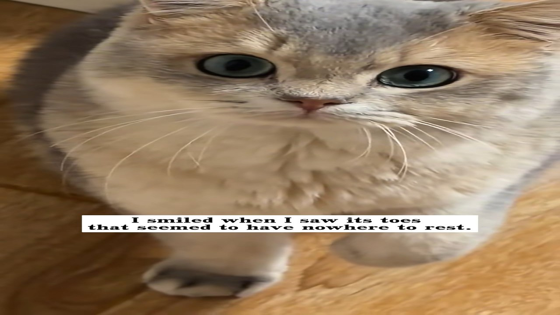 Full Story : D1407013_found stray cat outside my window. opened door invited_part 2