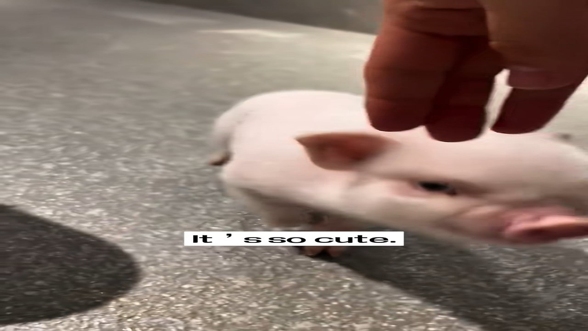 Full Story : D1407016_found little pig on road. got out of car saved it,_part 2