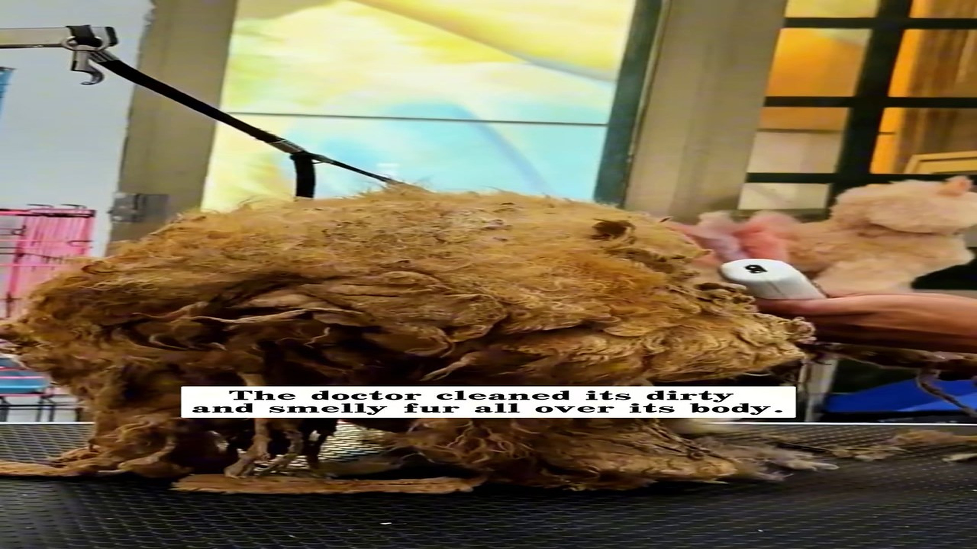 Full Story : D1407017_found very dirty stray dog looking food everywhere, it so p..._part 2