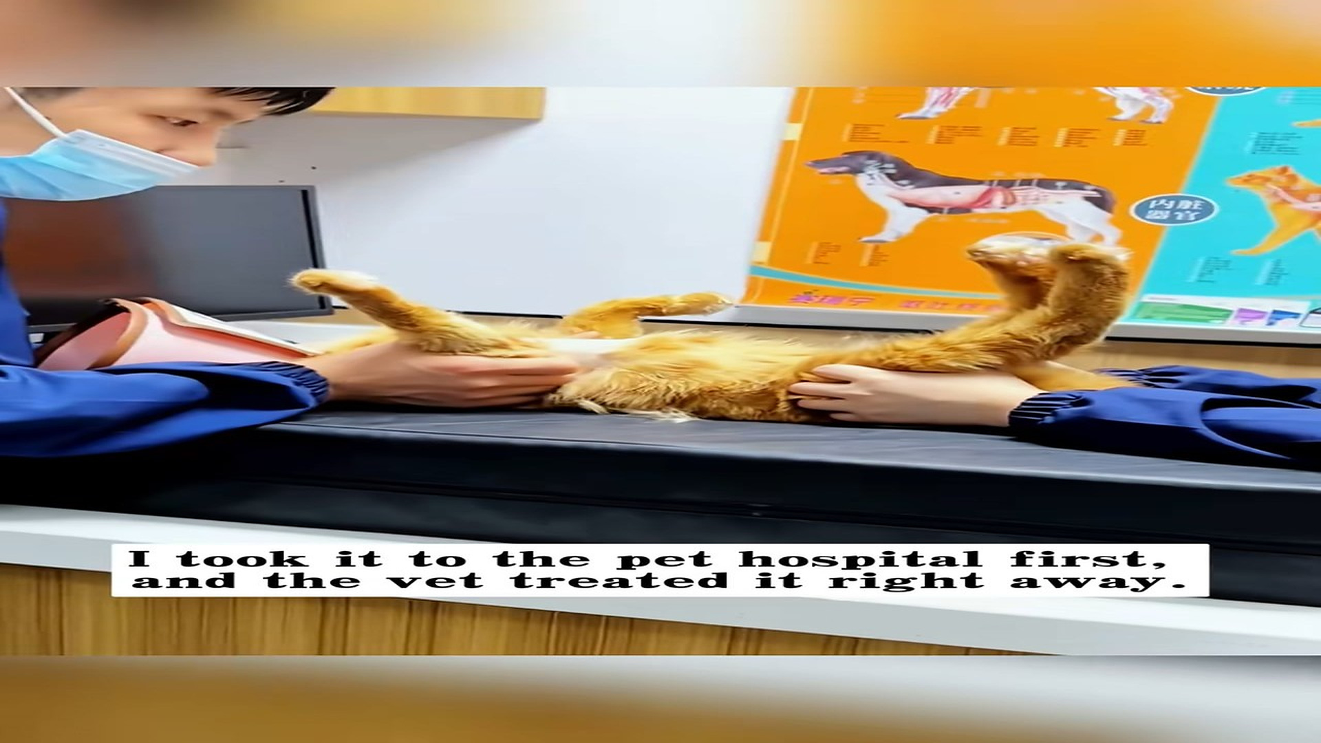 Full Story : D1407018_rescued an injured stray cat, then #rescue #animals #cat_part 2