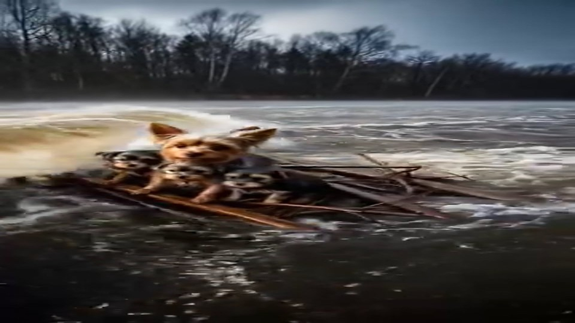 Full Story : D1507013_Golden Retriever risked his own life to save helpless Yorkie her puppies trapped in middle of river! Even against