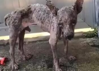 The German Shepherd Who Finally Became Free