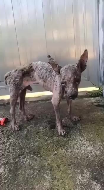 The German Shepherd Who Finally Became Free