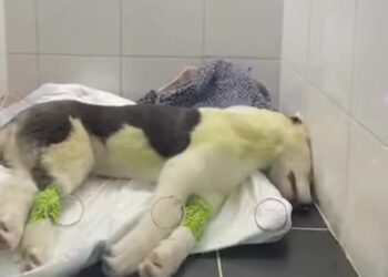 The Dog Who Was Given One More Chance