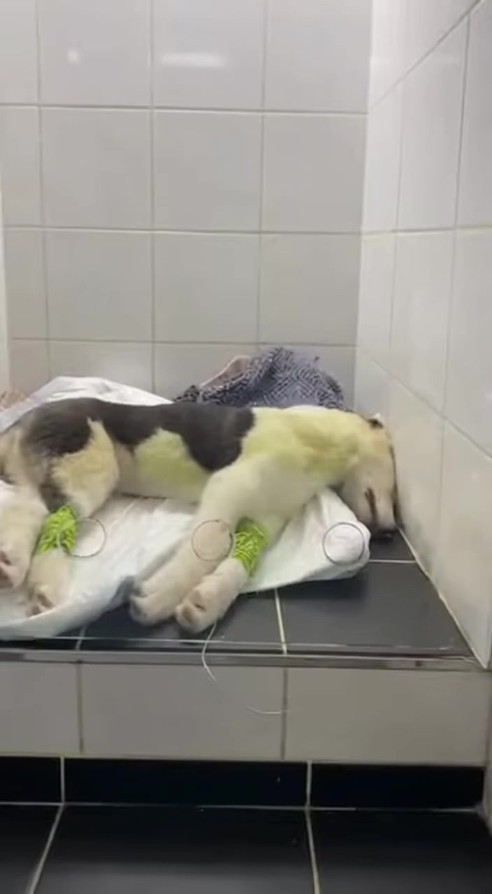 The Dog Who Was Given One More Chance