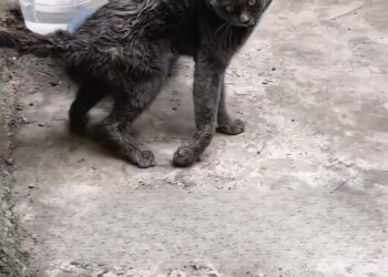 The Cat Who Still Chose to Trust