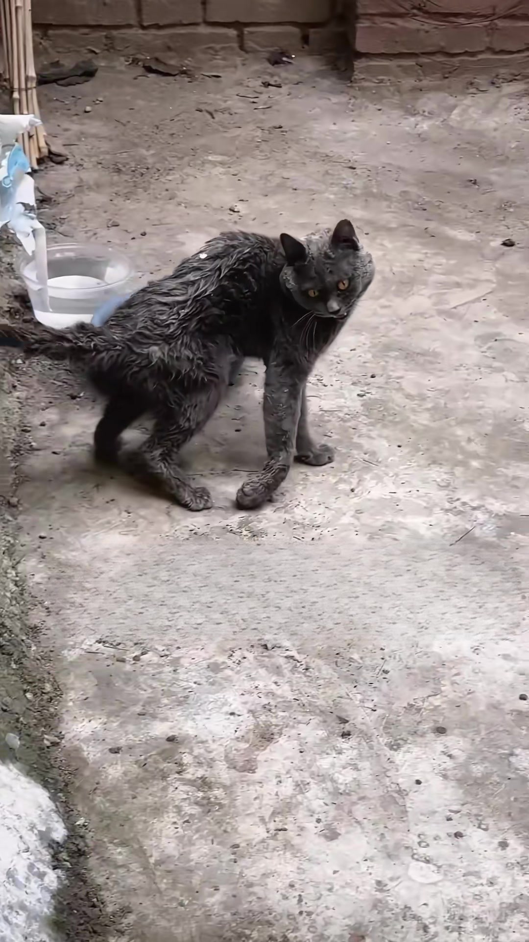The Cat Who Still Chose to Trust