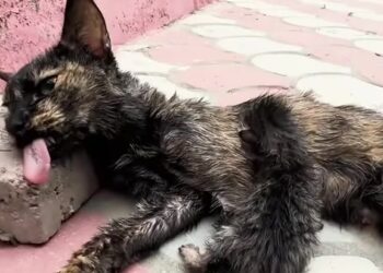 The Mother Cat Who Wouldn’t Leave Her Kittens