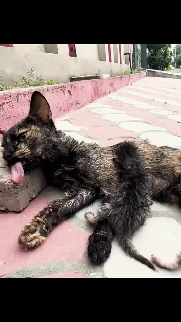 The Mother Cat Who Wouldn’t Leave Her Kittens
