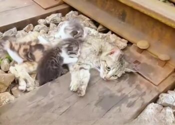 The Mother Who Refused to Leave
