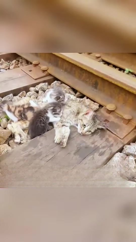 The Mother Who Refused to Leave