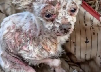 The Little White Shadow: A Rescue from the Cold