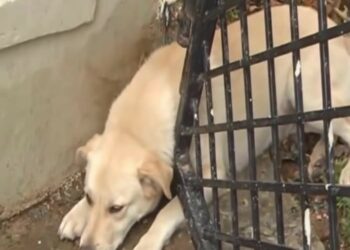 The Cry Beneath the Gate