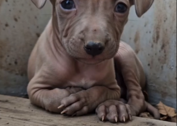 The Dog Who Never Stopped Waiting