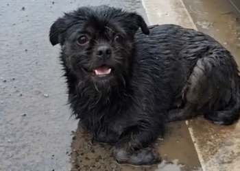 The Little Dog in the Rain