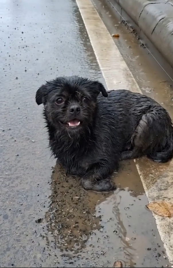 The Little Dog in the Rain