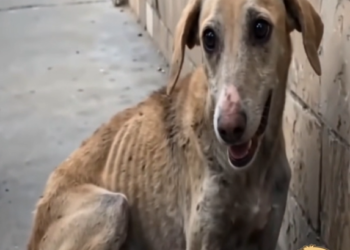 The Dog Who Waited Quietly