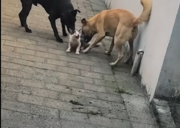 The Tiny Voice in the Alley