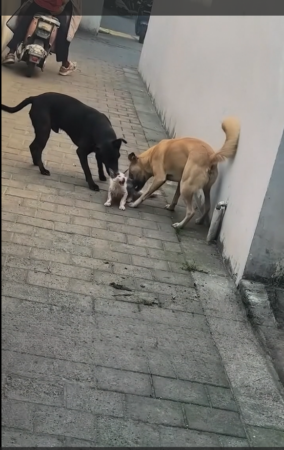 The Tiny Voice in the Alley
