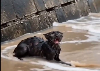 The Little Cat Against the Waves